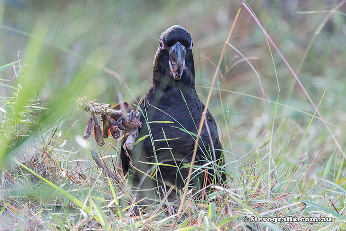 Yellow-tailed Black-Cockatoo