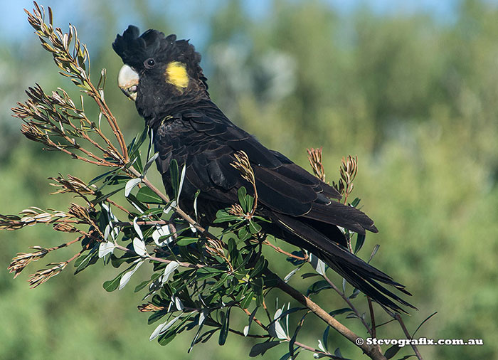 Yellow-tailed Black-Cockatoo