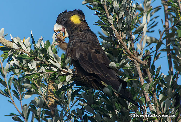 Yellow-tailed Black-Cockatoo