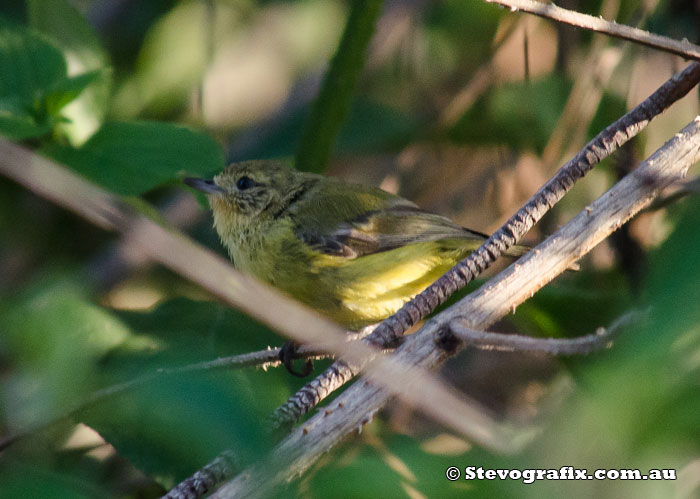 Yellow Thornbill