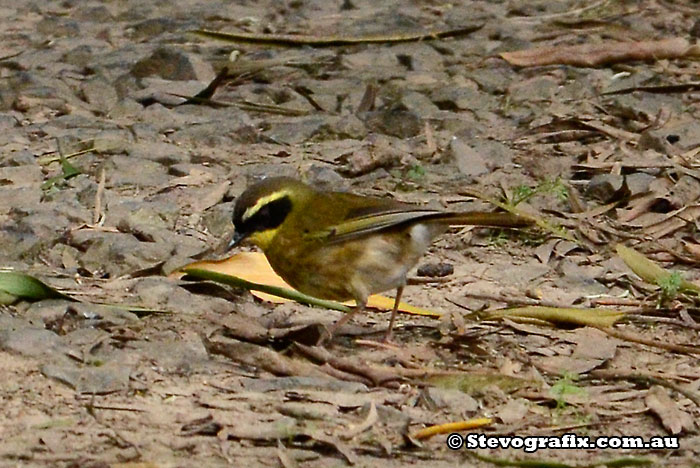 Yellow-throated-scrub-wren