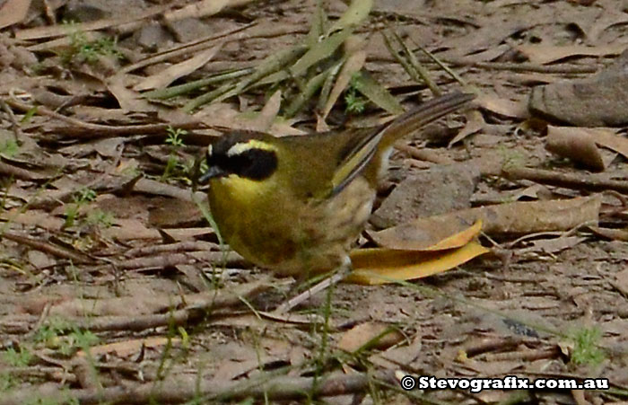 Yellow-throated Scrub-wren