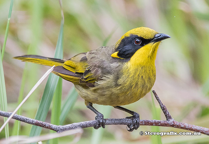 Yellow-tufted Honeyeater