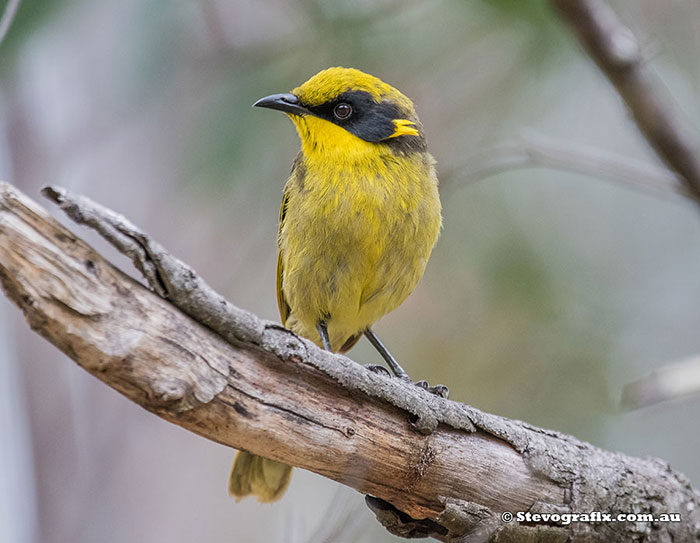 Yellow-tufted Honeyeater