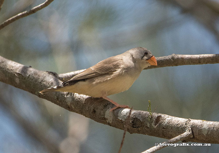 Female Zebra Finch