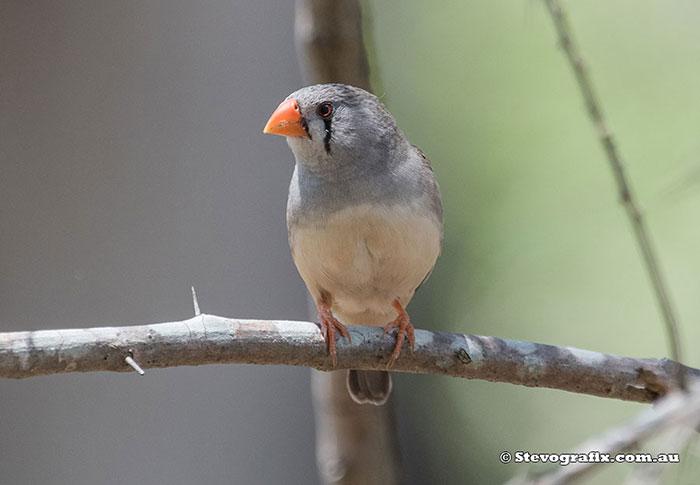 Female Zebra Finch