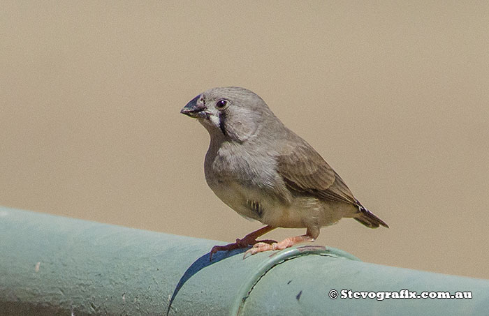 Young Zebra Finch