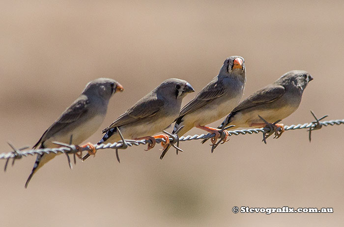 Zebra Finches