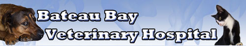 Logo for Bateau Bay Vet