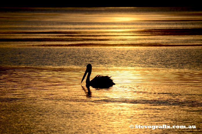 Pelican at Sunset North Entrance