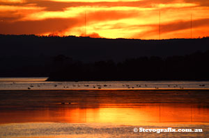 Swans at Sunset The Entrance