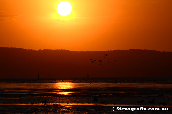 Various Water Birds at sunet, The Entrance